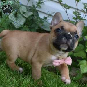 Lacy, French Bulldog Mix Puppy